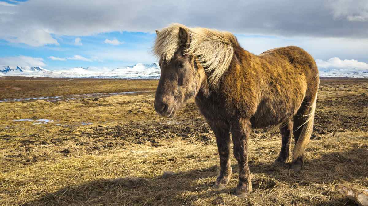 Icelandic horses