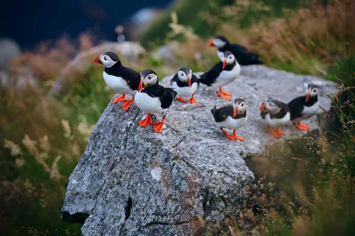 Puffin watching in Iceland