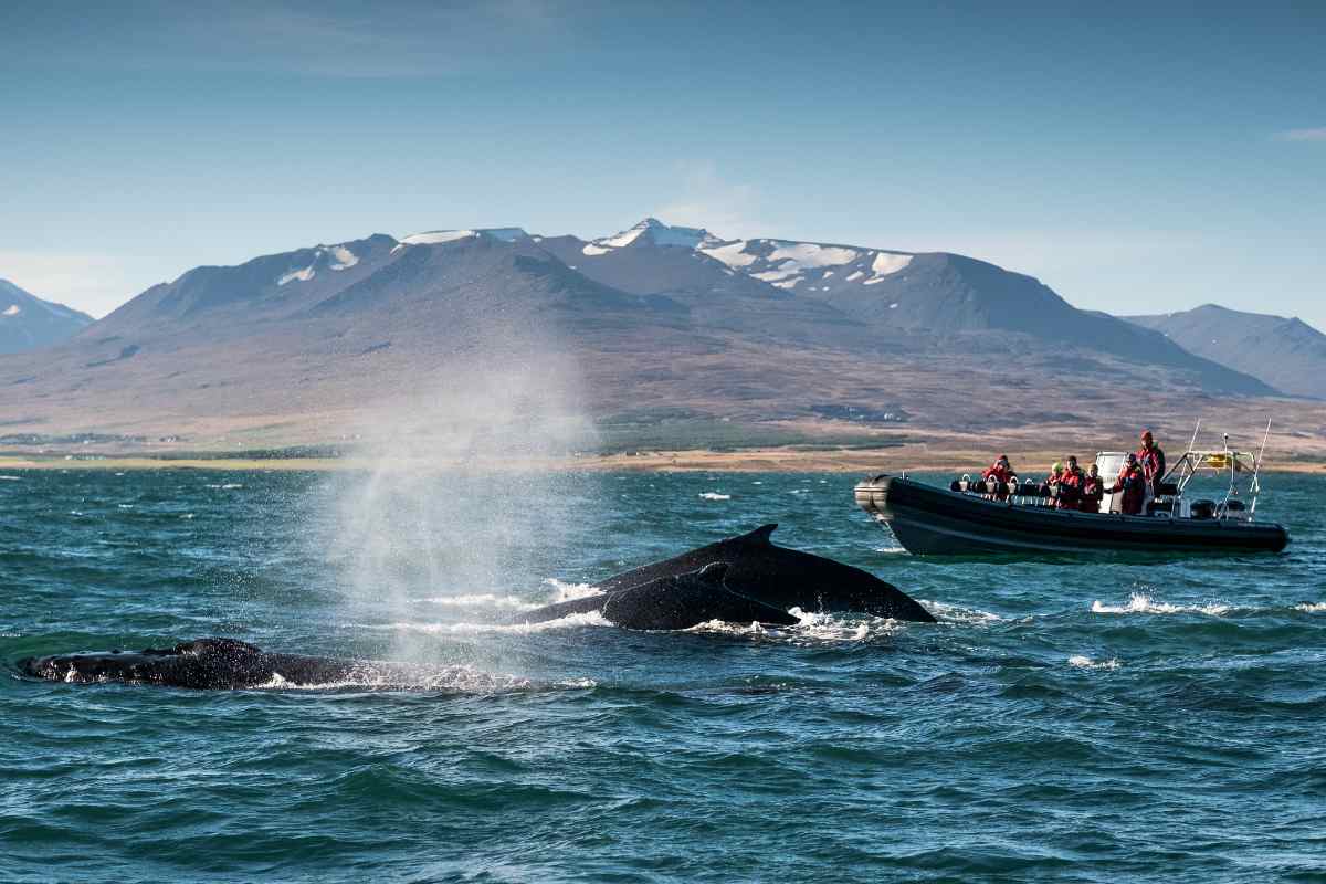 Whale watching in Iceland