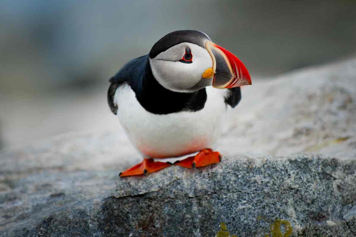 Puffin bird