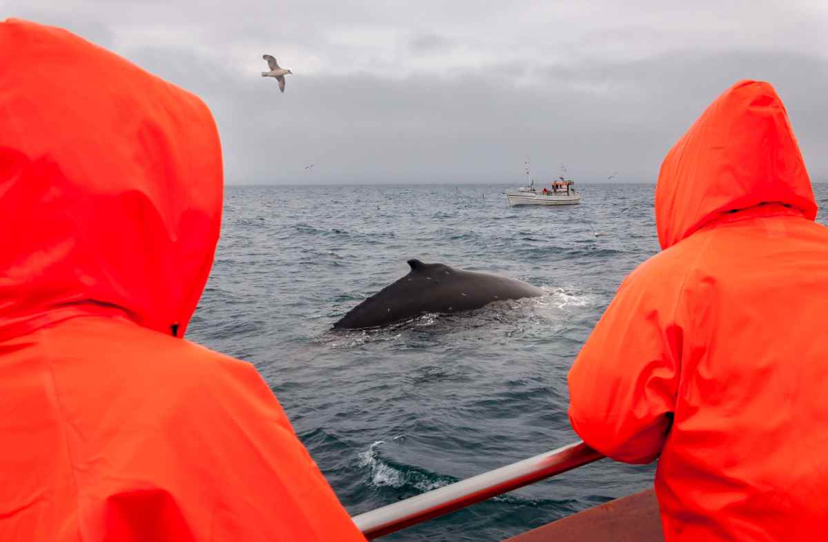 whale watching reykjavik