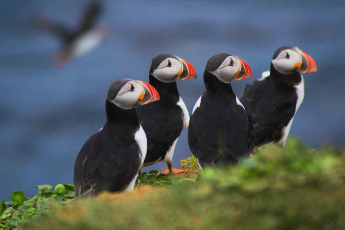 Puffins in North Iceland