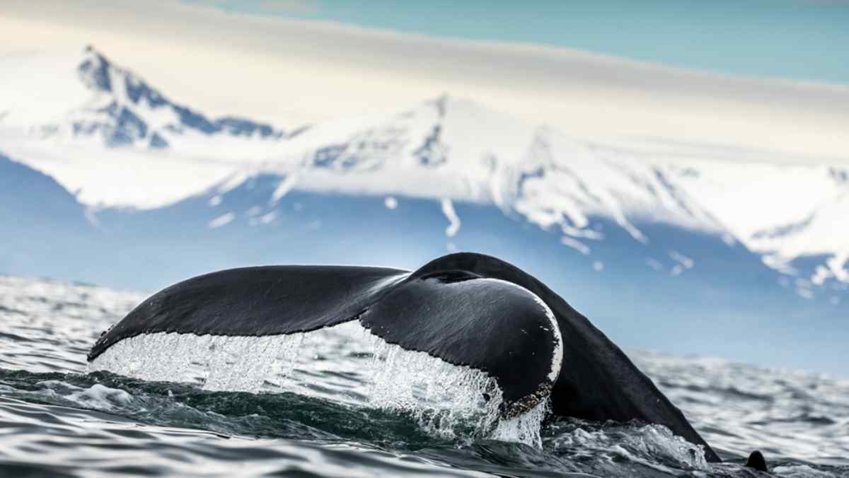 Whale watching, North Iceland