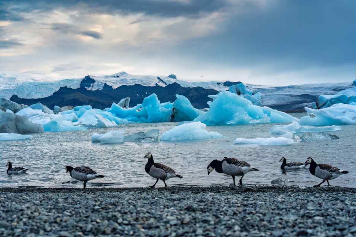 Bird watching skaftafell