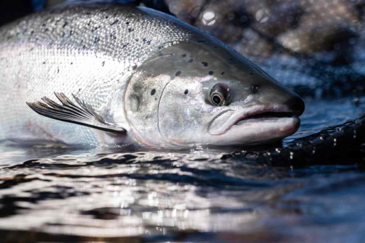 Atlantic salmon