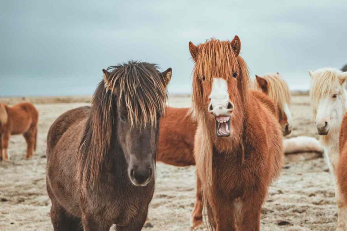 Icelandic Horses
