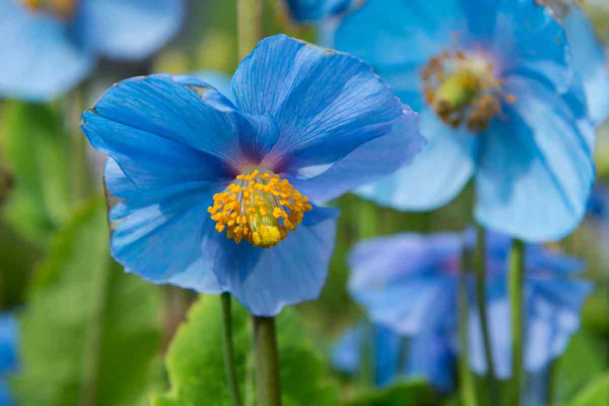 Akureyri botanical garden