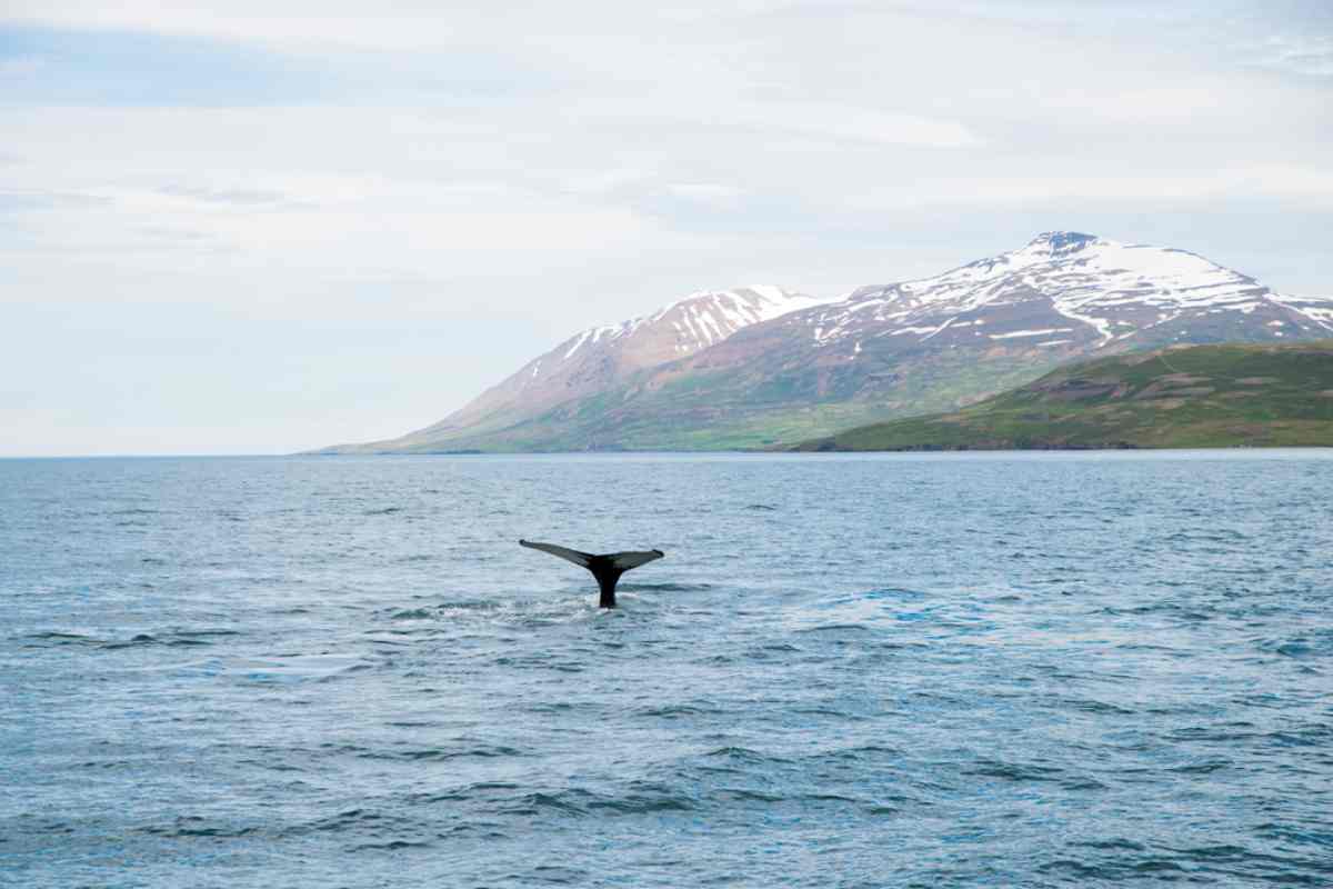 Whale watching Akureyri