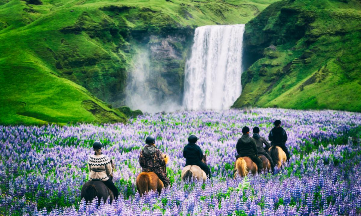 skogafoss iceland horses