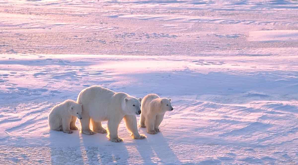 Polar Bears in Iceland