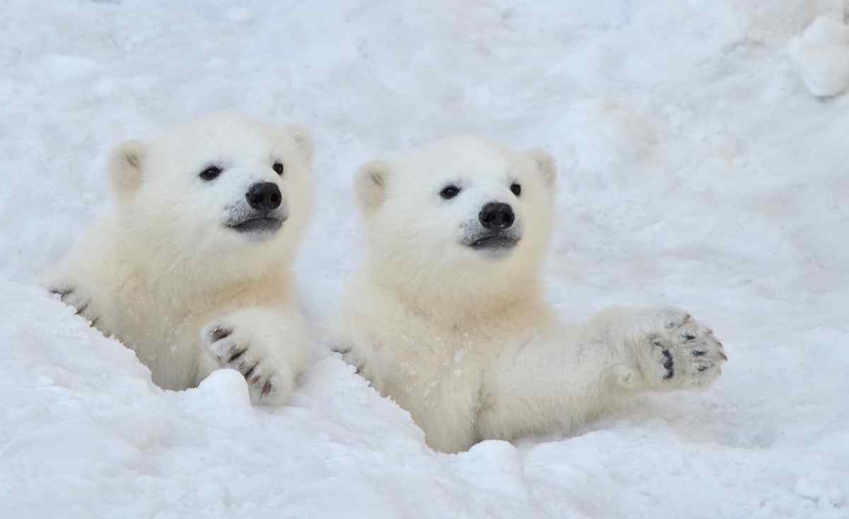 white bears in Iceland
