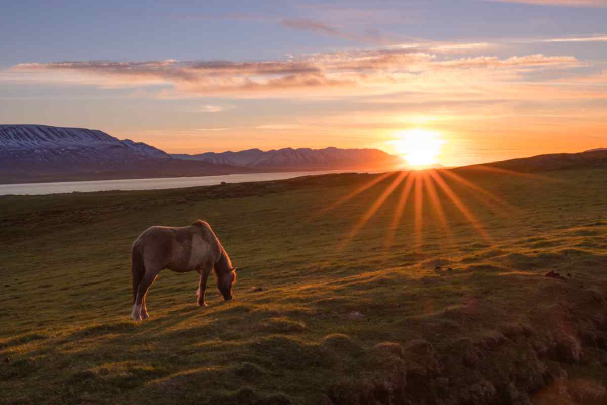 iceland in july