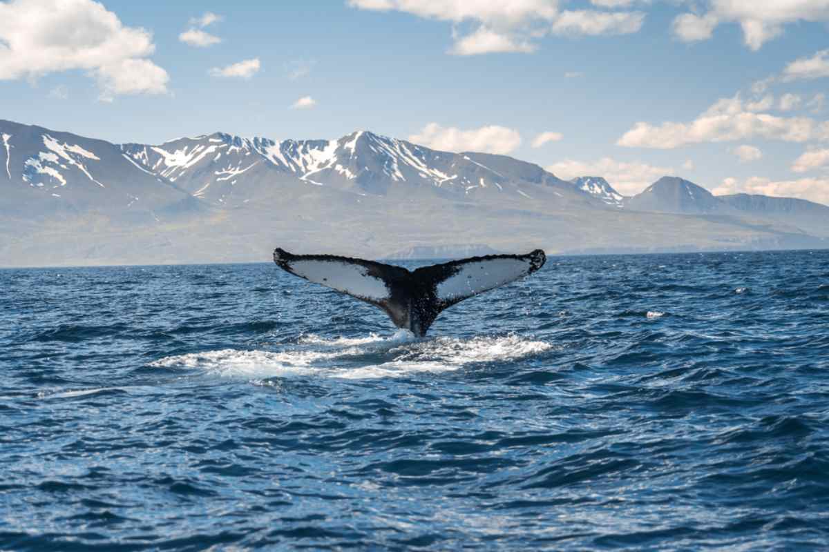 Whale watching in Iceland