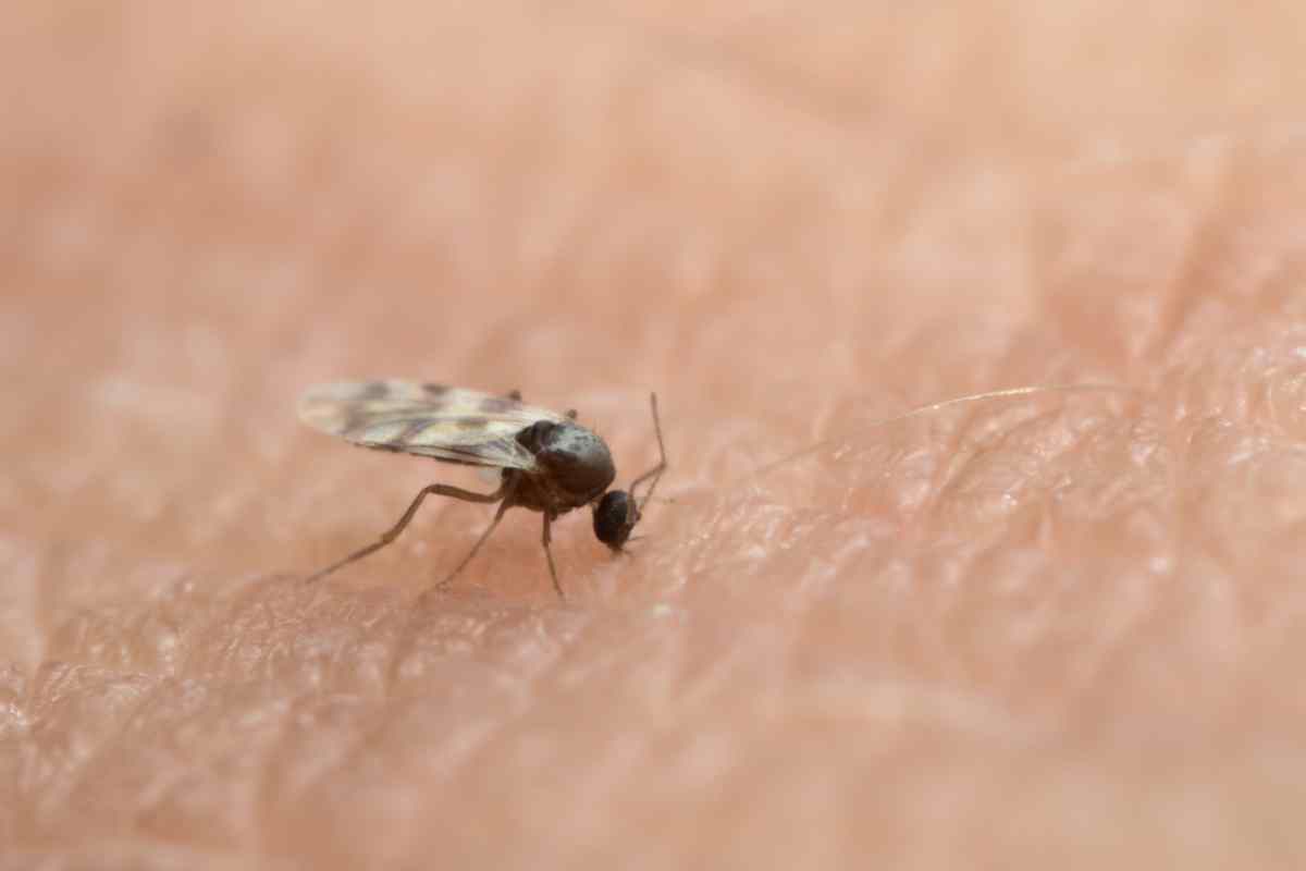why are there no mosquitoes in iceland
