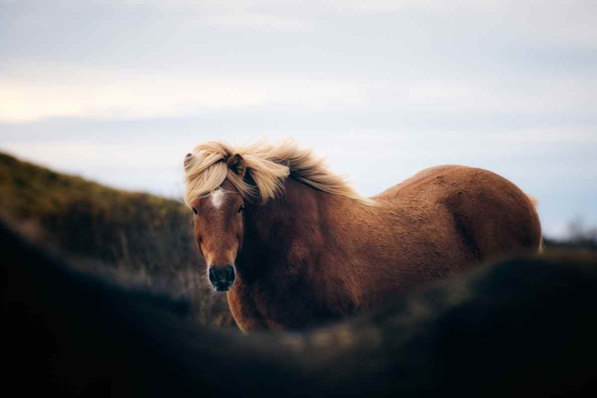 Iceland horses
