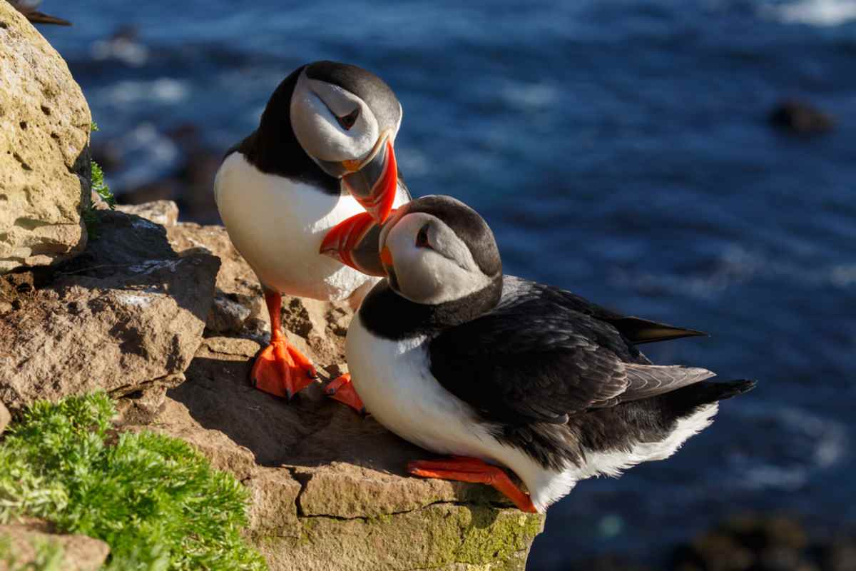 Puffins in Iceland