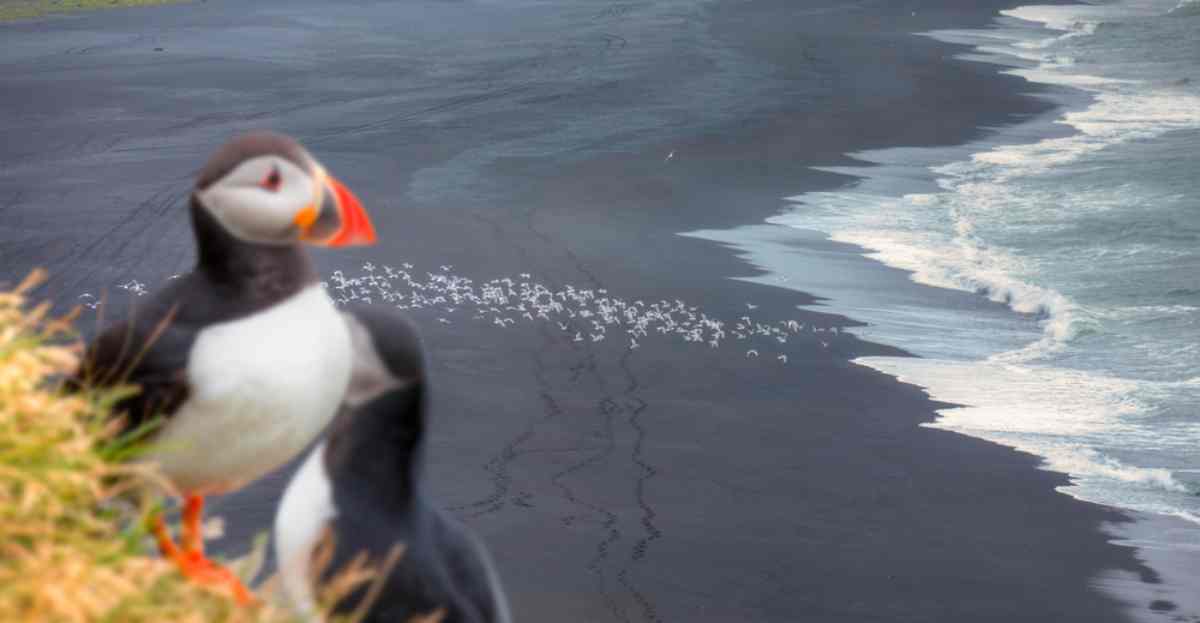 Puffins in Iceland