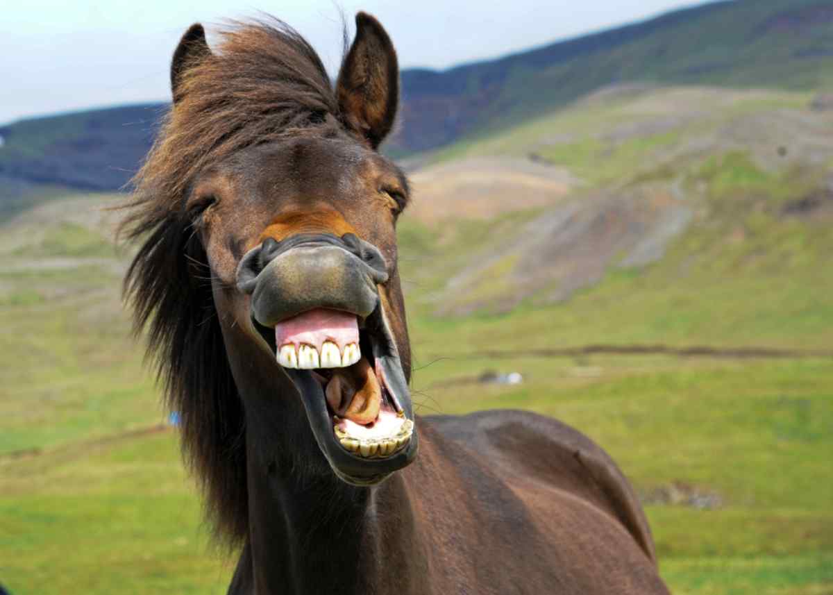 Cute Icelandic horse laughing at the camera