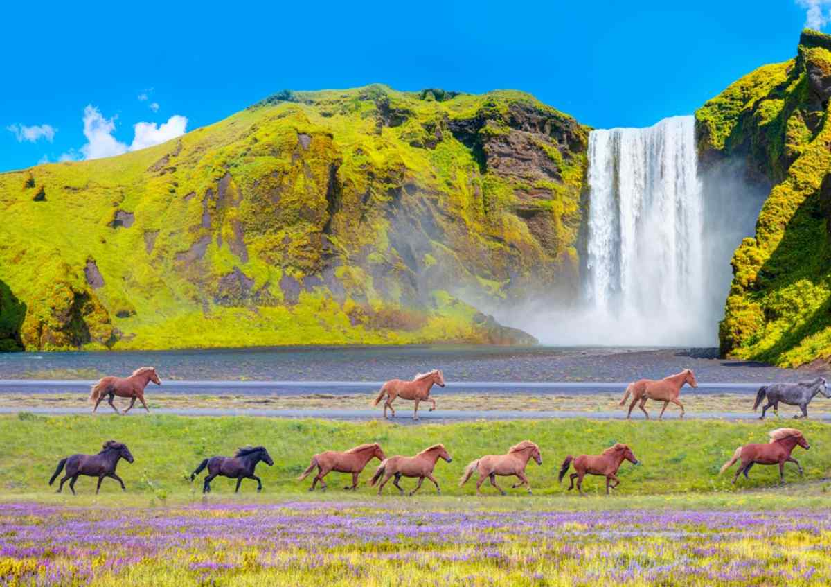 Icelandic horses running wild by a waterfall