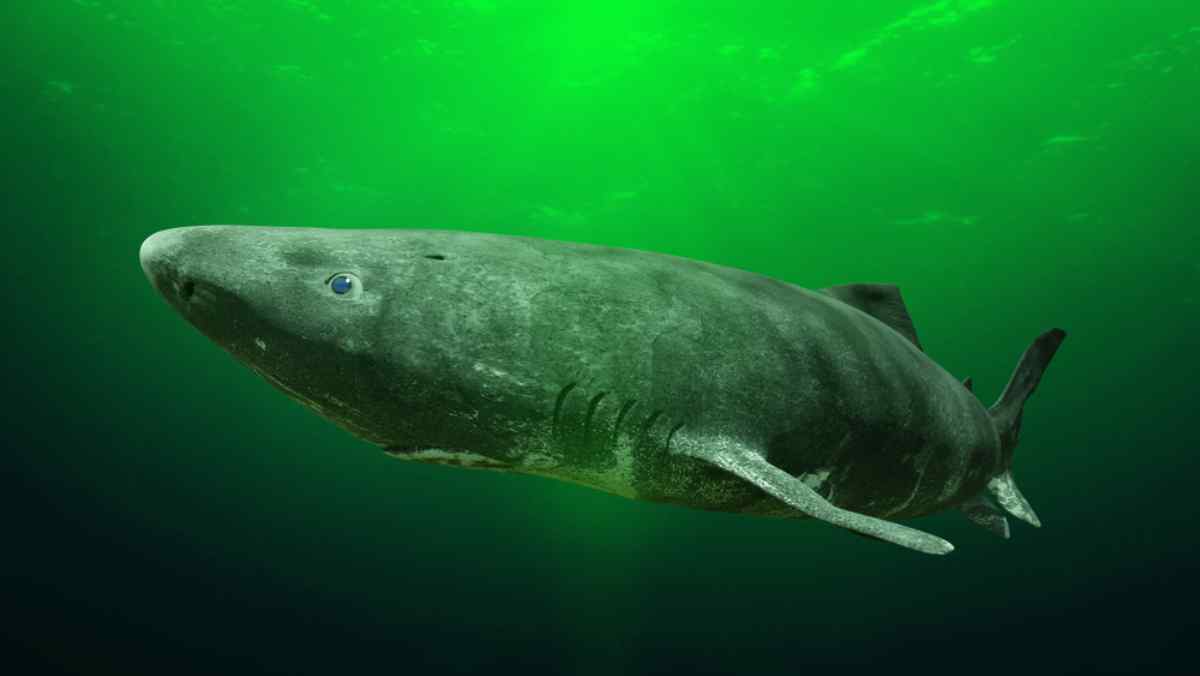 Greenlandic shark swimming