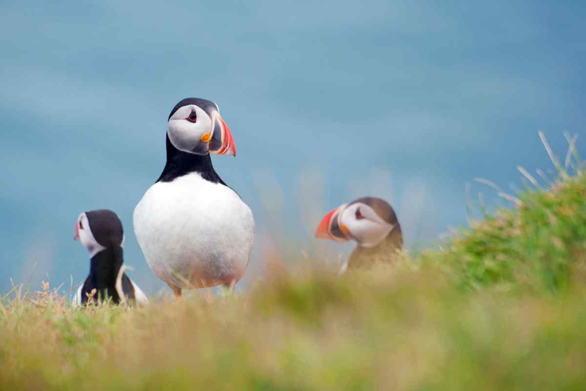Puffins on a cliff