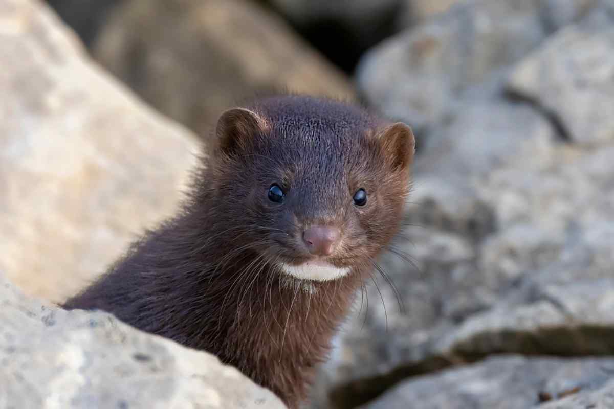 brown mink sticking his hear out of some rocks