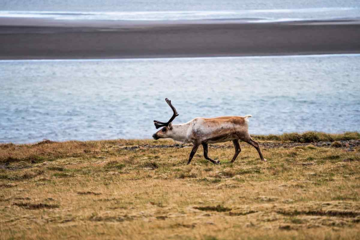 Reindeer roaming across the fjords