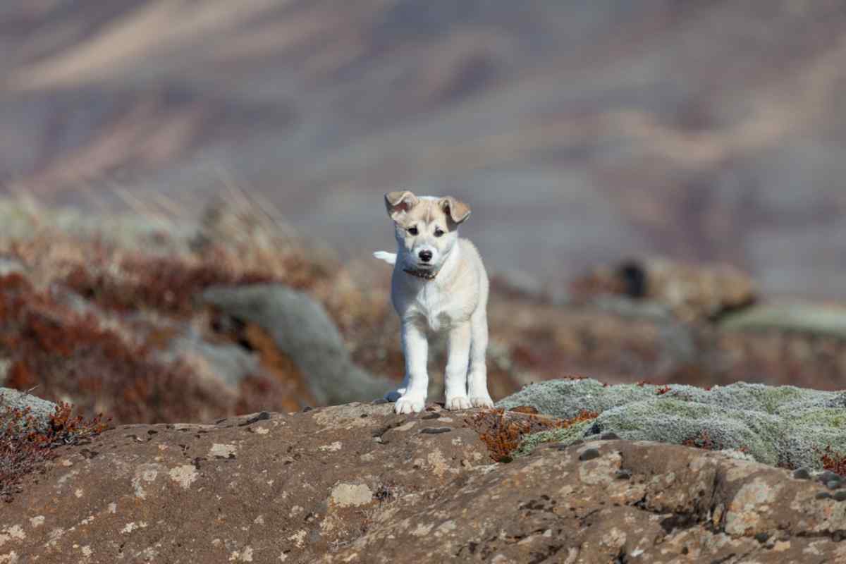 Icelandic sheep dog puppy