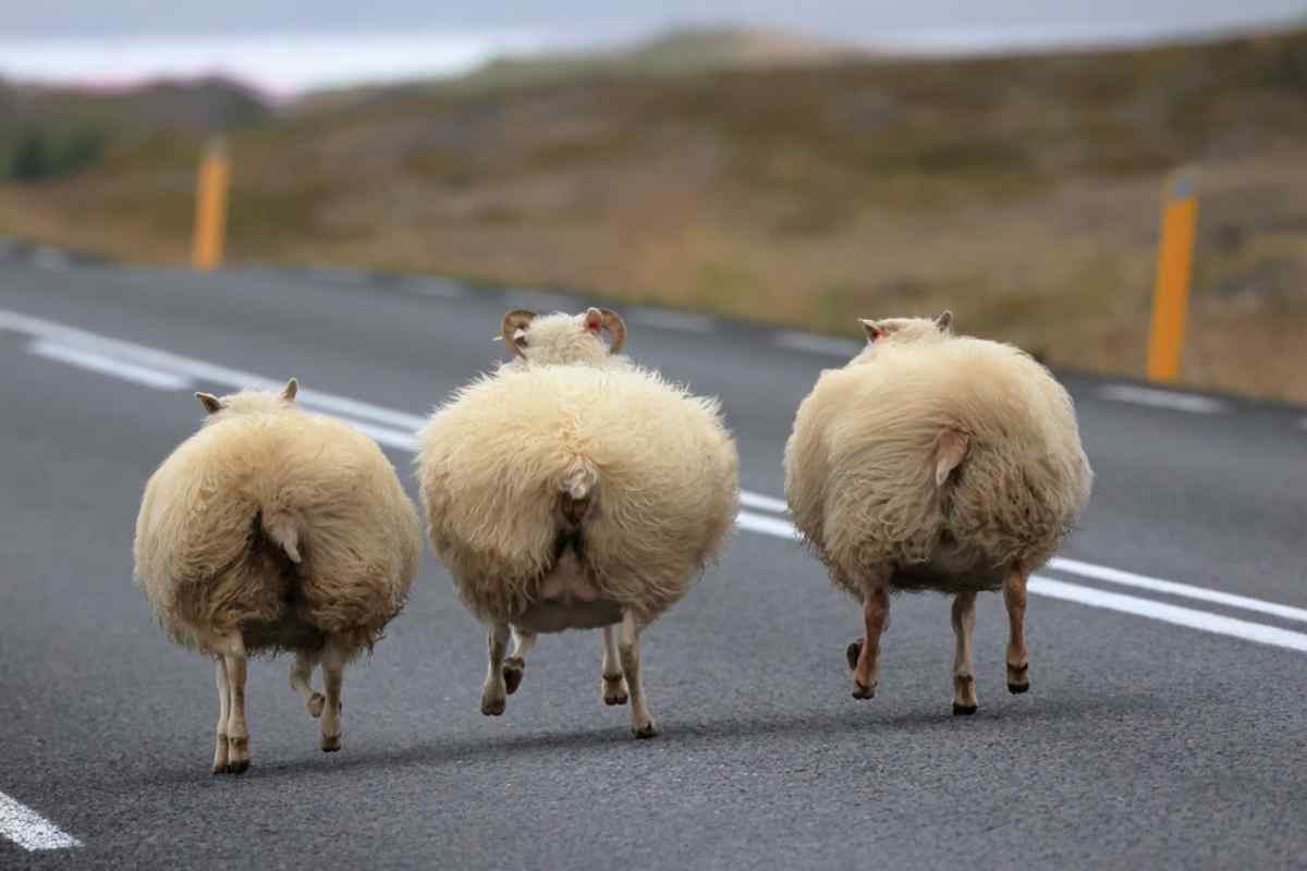 Sheep wandering on the Ring road in iceland