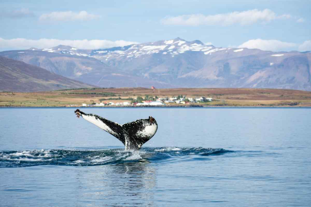 Tail of a whale sticking out of the water