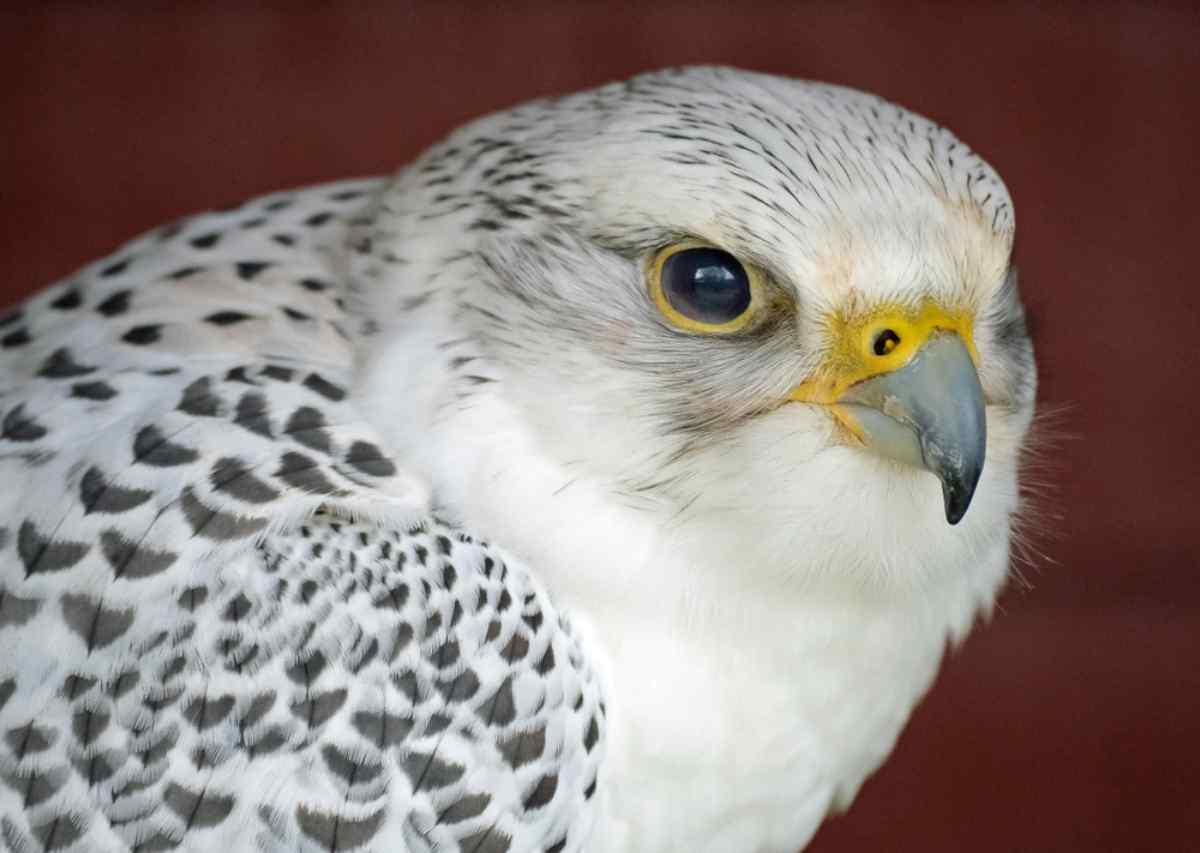 Icelandic gyrfalcon