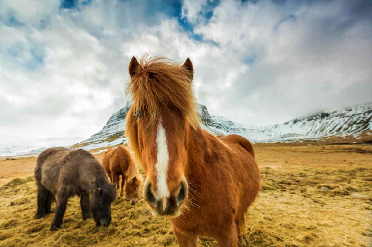 Herd of icelandic horses