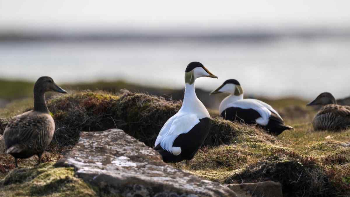 Group of Icelandic ducks on a cliff