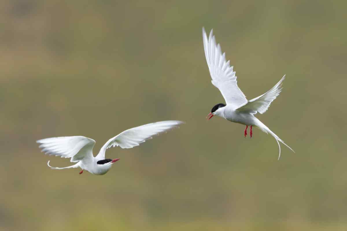 a couple of Icelandic terns flying across the sky