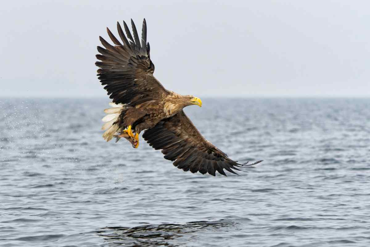 white tale eagle fishing