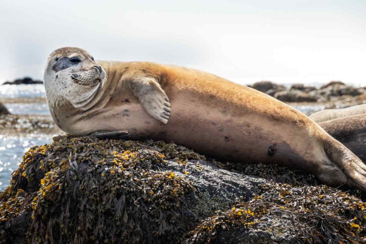 Seal laying at Ytru tunga beach