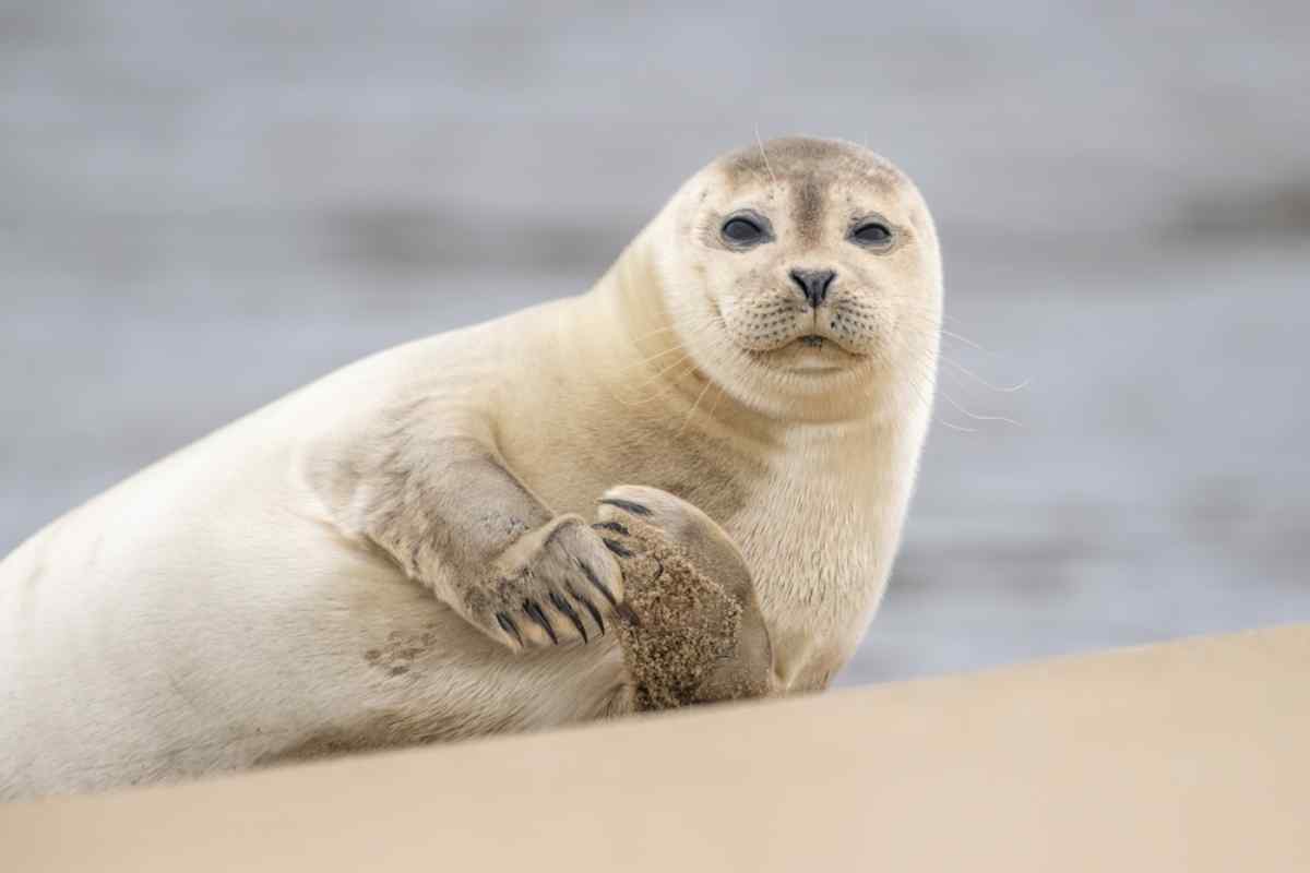 White seal close to djupalonssandur beach