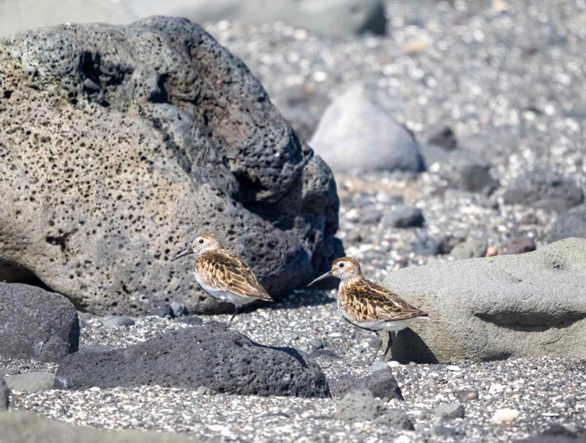 Fauna at Seltjorn pond
