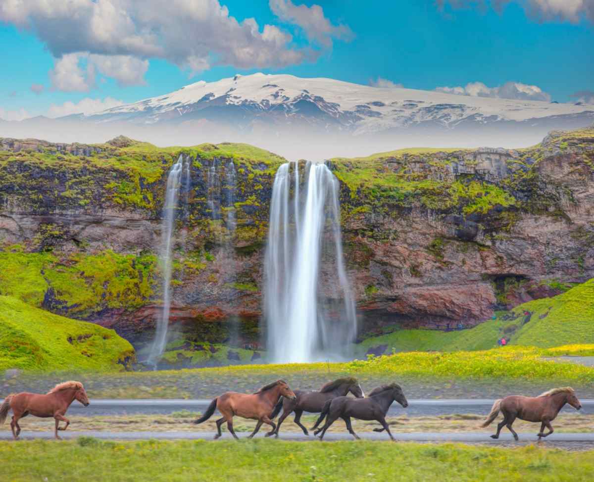 Beautiful postcard from the Sk&oacute;gafoss waterfall in Iceland showing a herd of horses walking among the flowers with the waterfall in the background