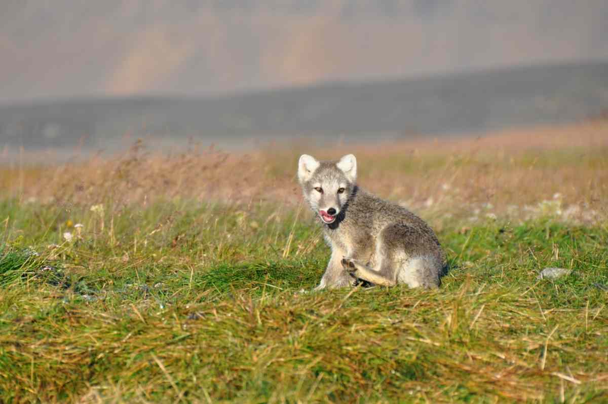 Young Arctic fox sitting in an Icelandic meadow, looking toward the camera with its tongue out Artic fox in Iceland