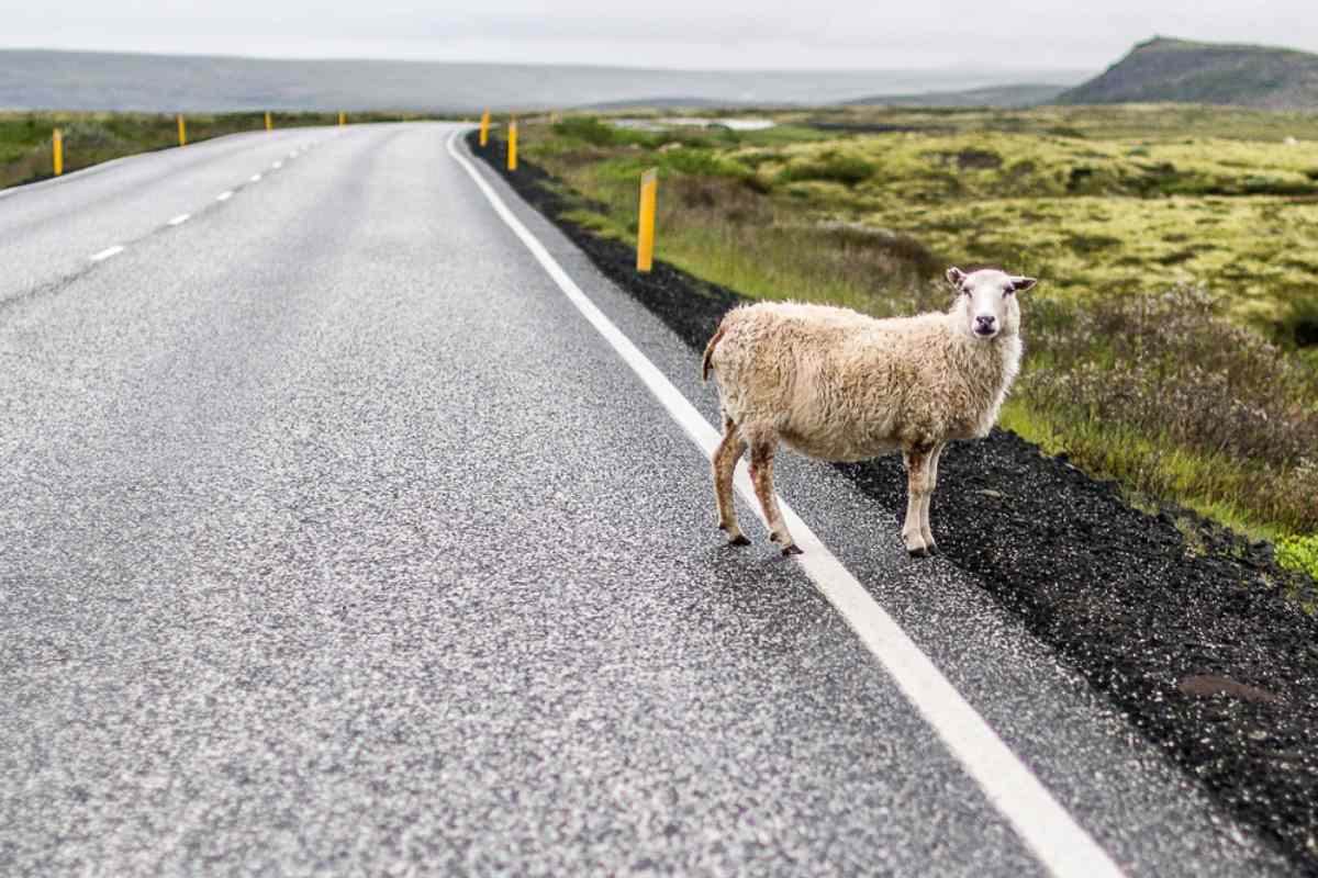 Icelandic sheep standing in the middle of an empty road surrounded by green landscapes Iceland's Wildlife