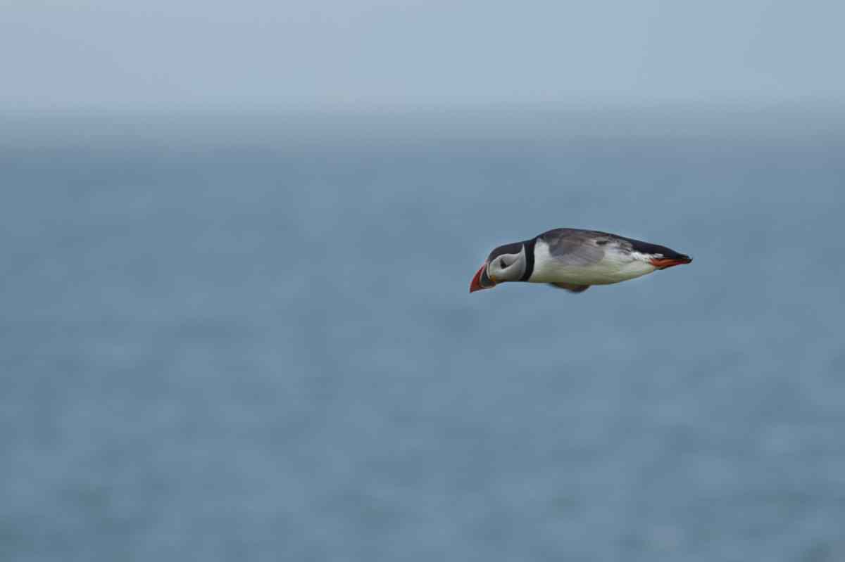 Atlantic puffin in mid-flight over the sea, with blue ocean in the background Puffin flying in Iceland