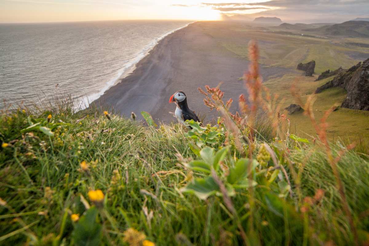 Visit Iceland: fauna
