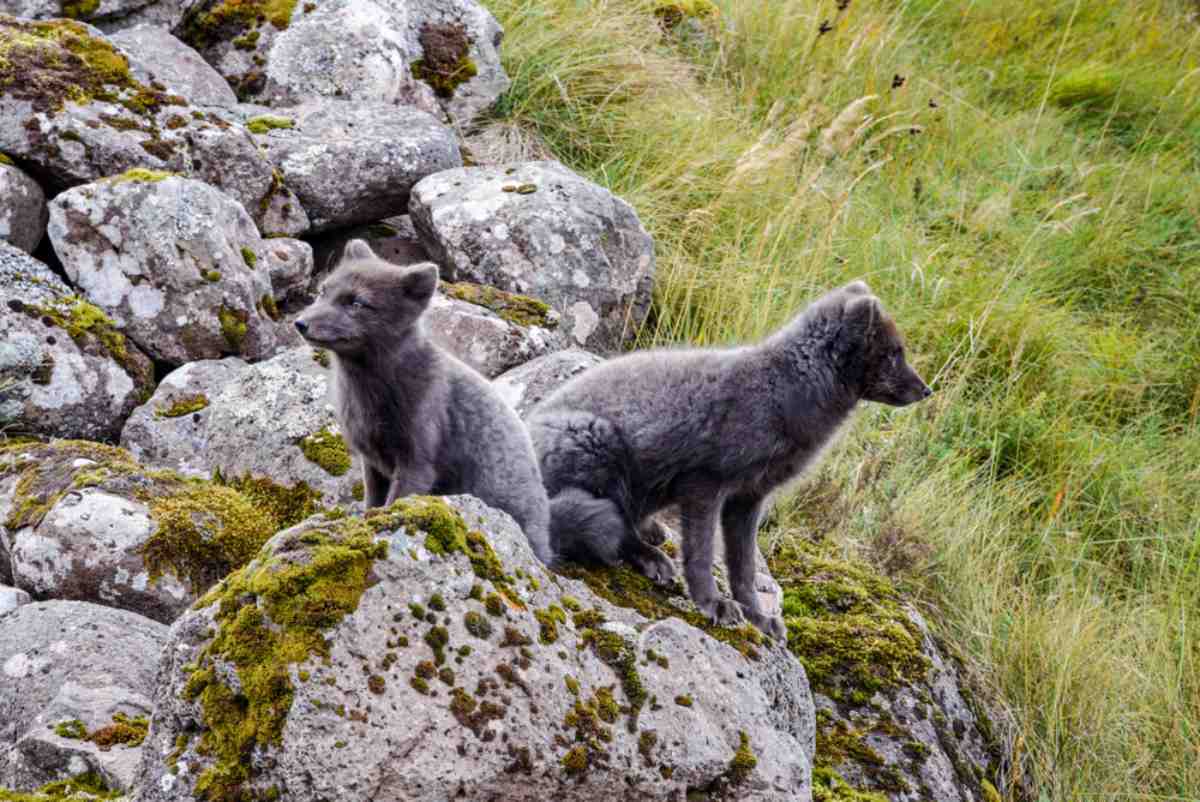 Icelandic artic fox Two Arctic foxes perched on mossy lava rocks in the Icelandic countryside.