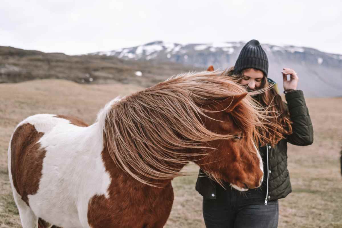 Icelandic horse Woman standing beside an Icelandic horse with windblown mane in a rural landscape.