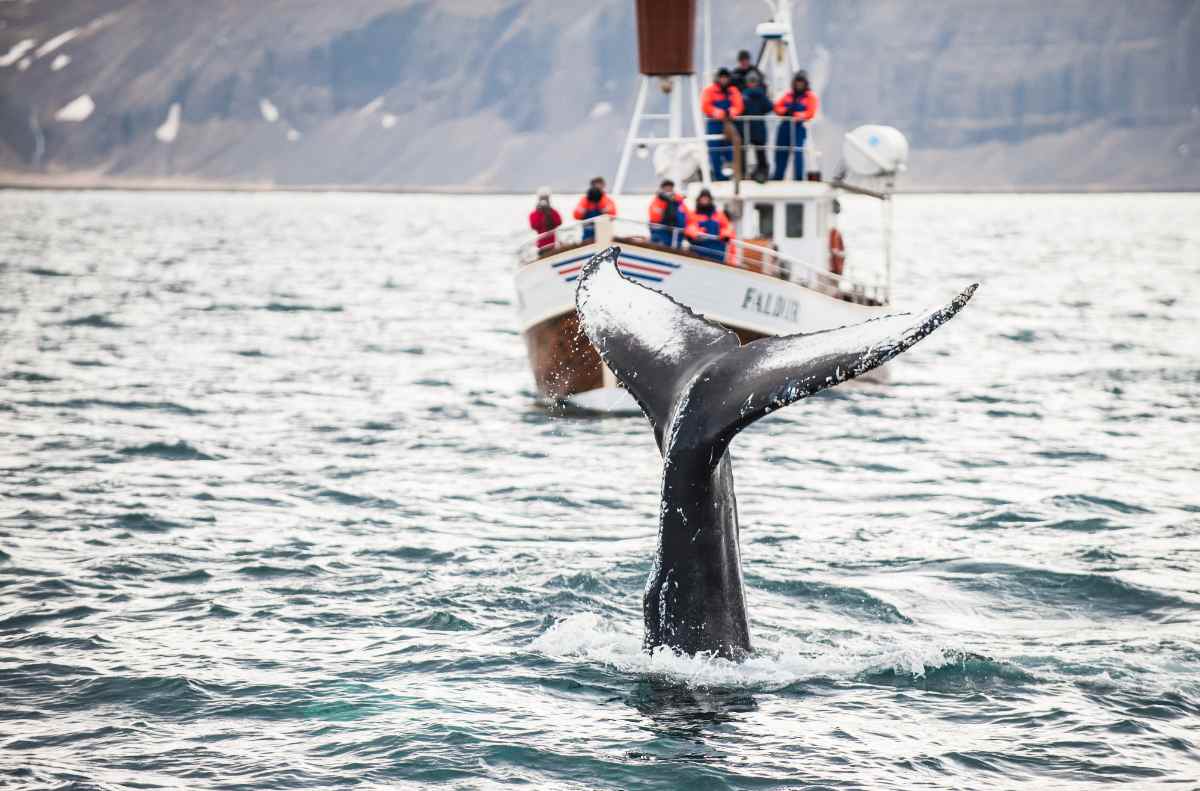 Whale watching in North Iceland