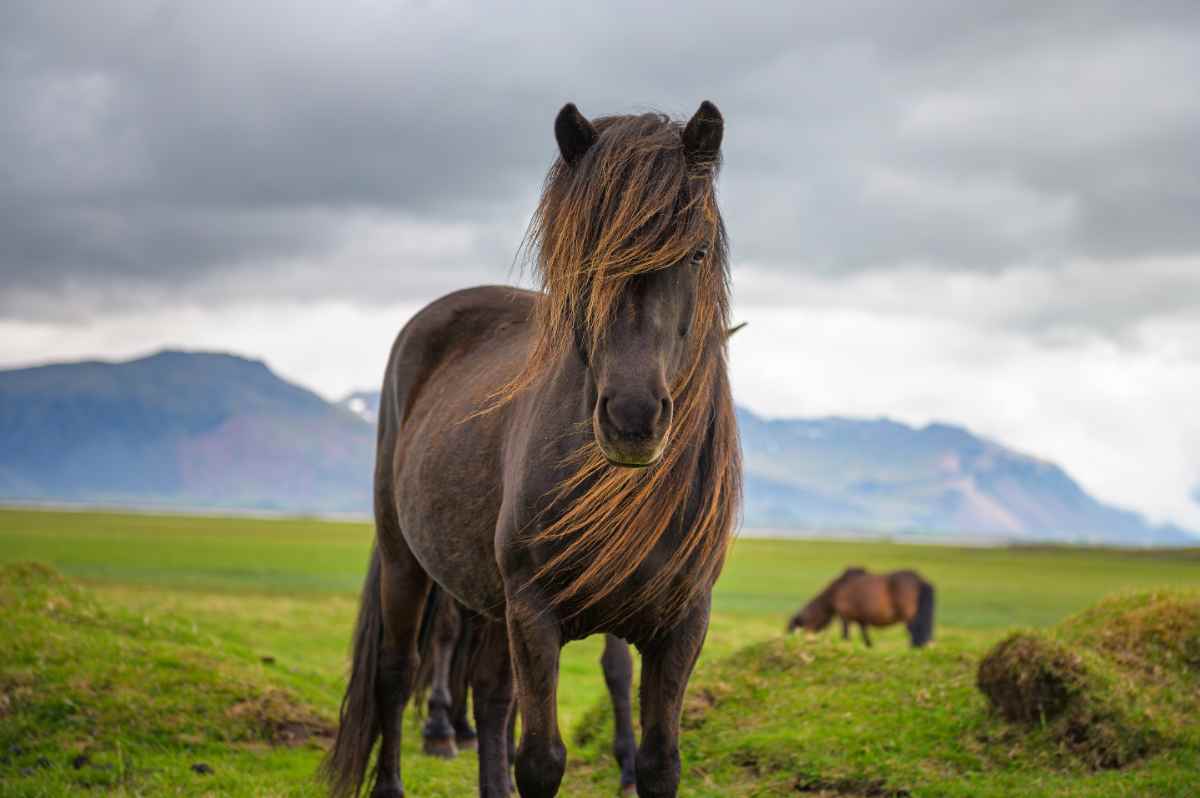 Icelandic horses facts