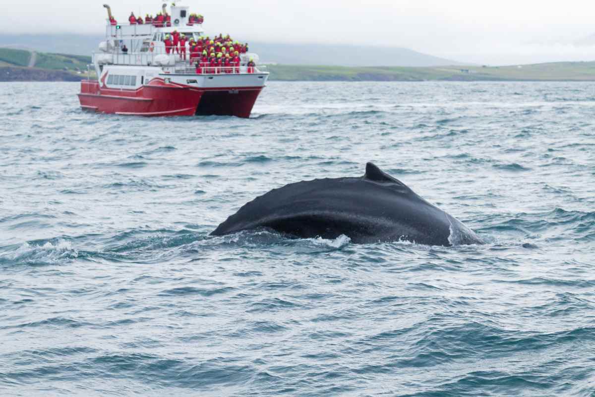 Akureyri Whale Watching