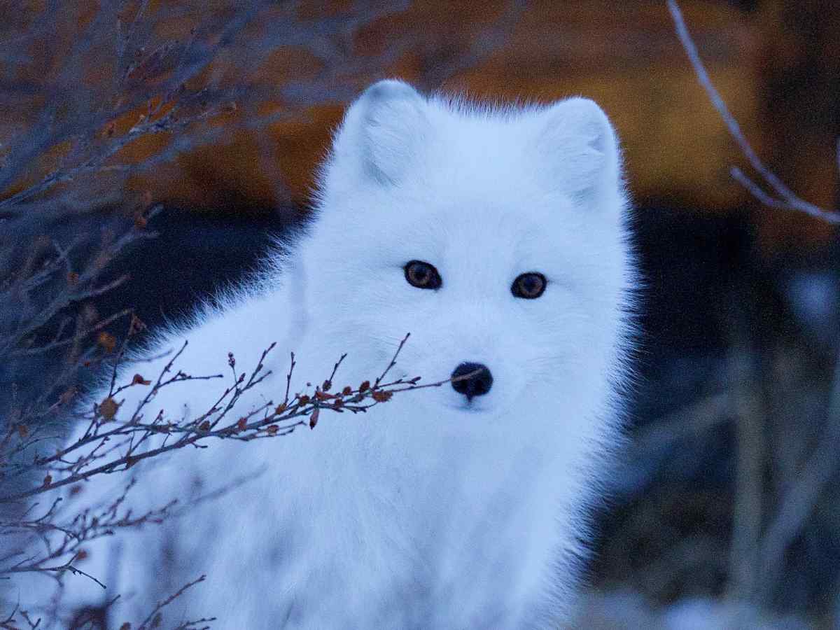 Iceland's arctic Fox