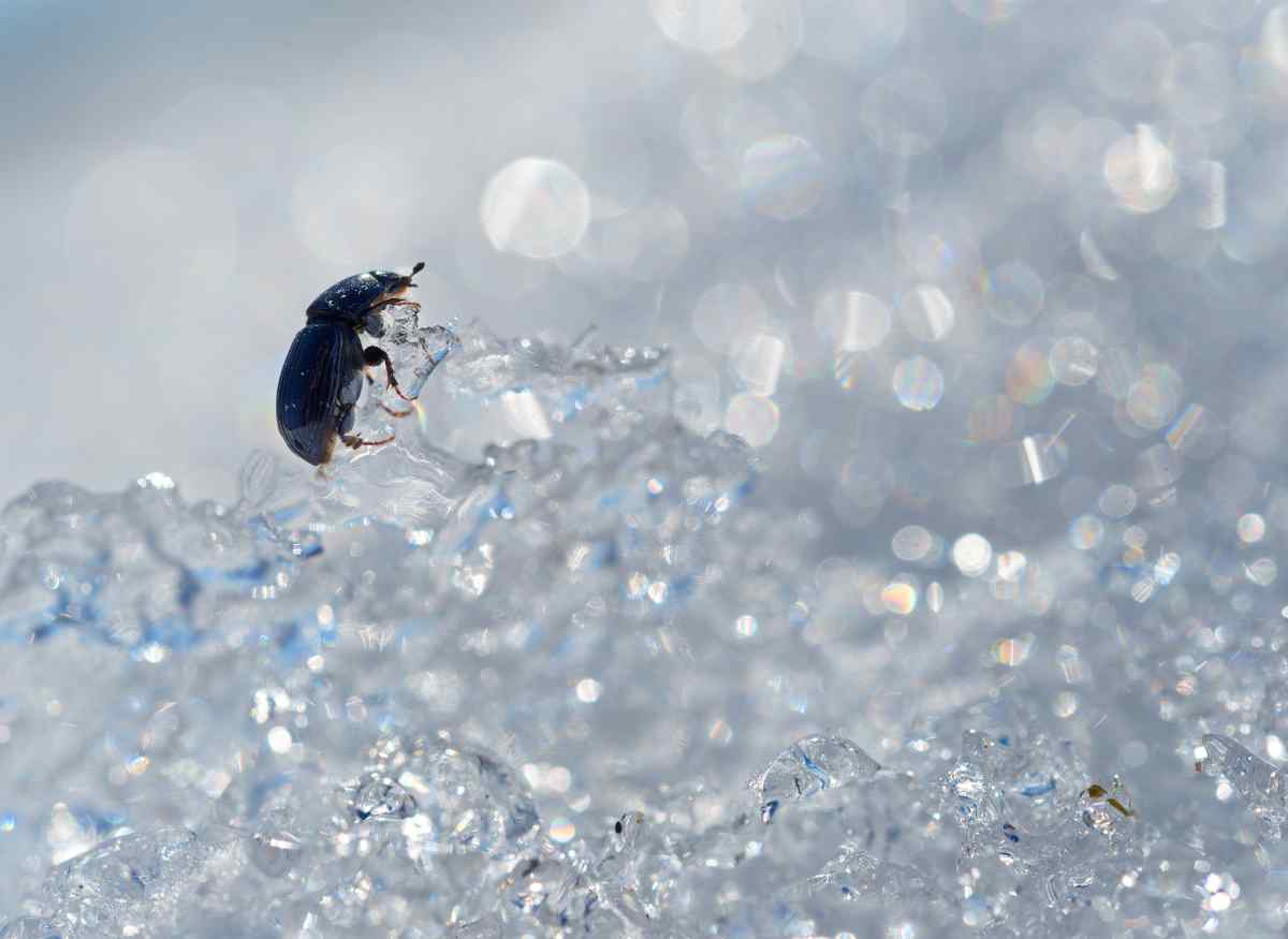 Iceland animals: Beetles